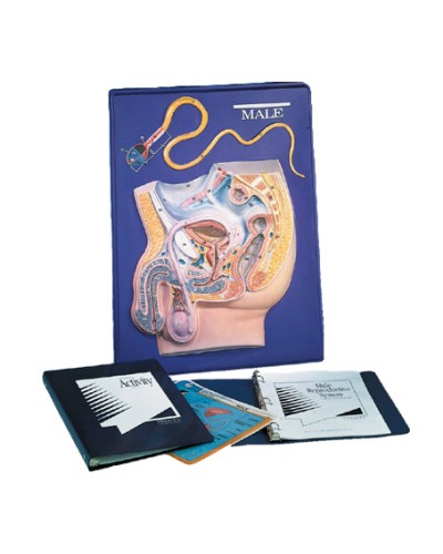 Male Reproductive System Model Activity Set
